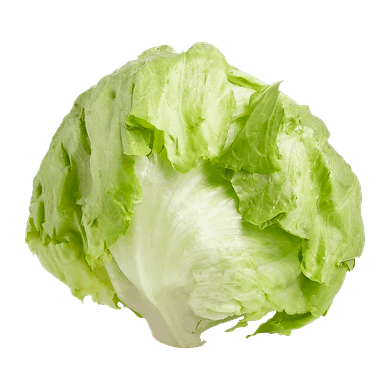 Iceberg Lettuce Iceberg Lettuce